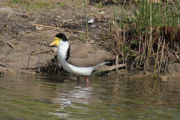 Image of Masked Lapwing