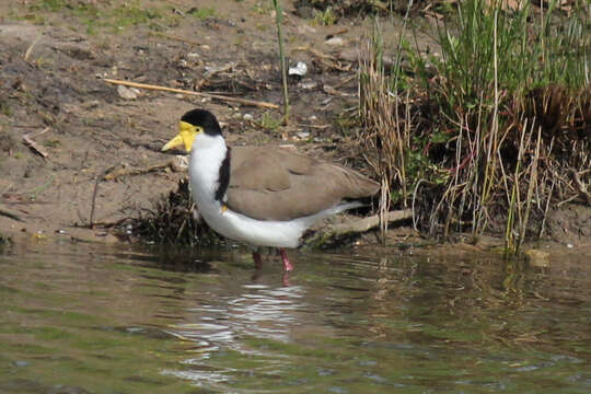 Image of Masked Lapwing