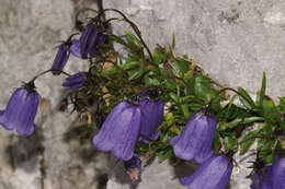 Image of Campanula cochleariifolia Lam.