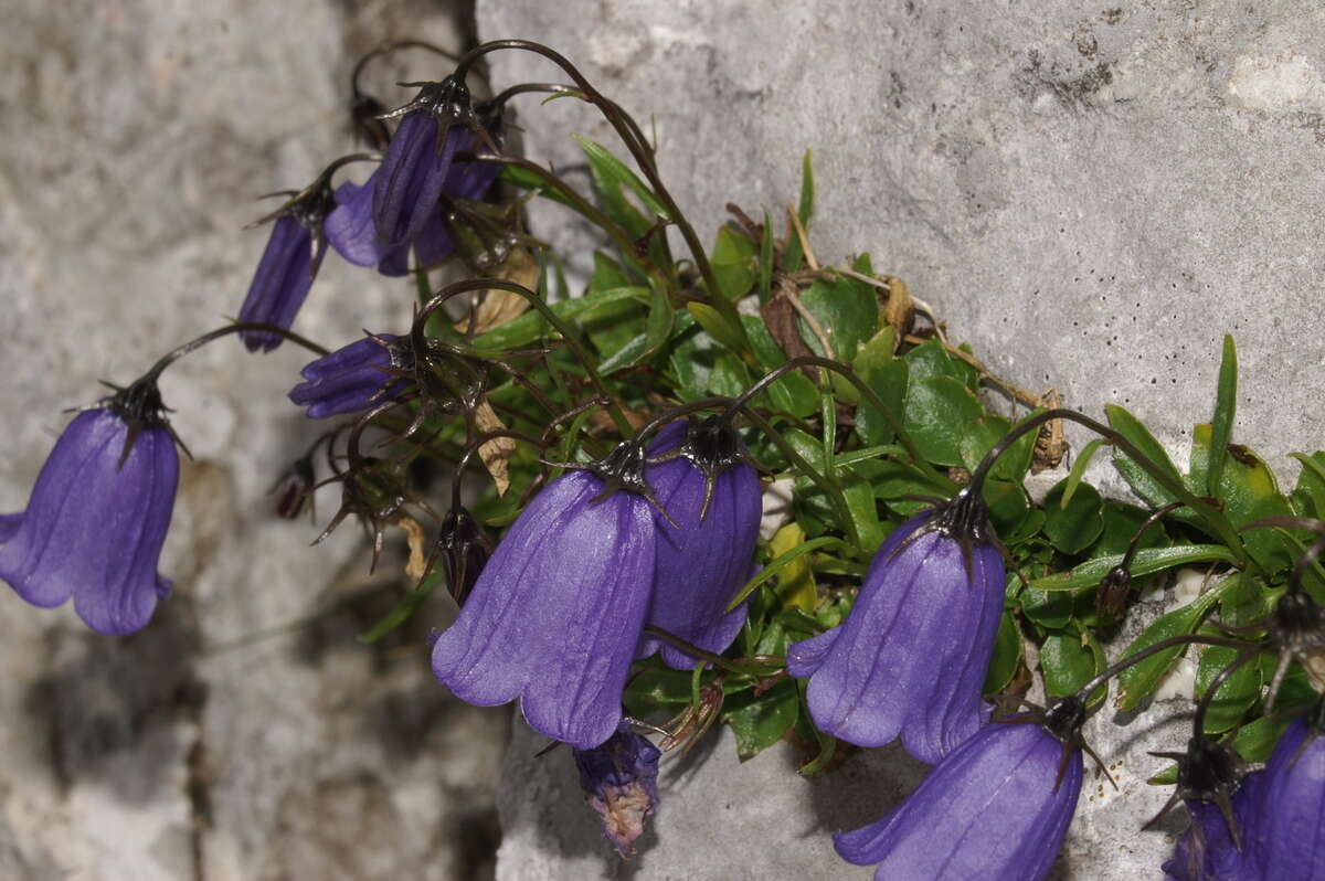 Image of Campanula cochleariifolia Lam.