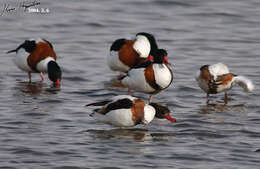 Image of shelduck, common shelduck