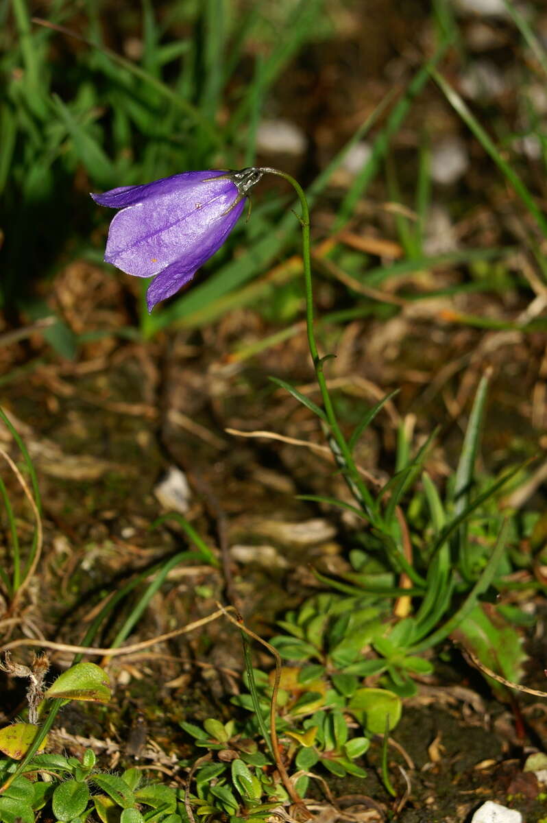 Image of Campanula cochleariifolia Lam.