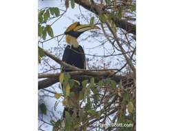 Image of Great Indian Hornbill