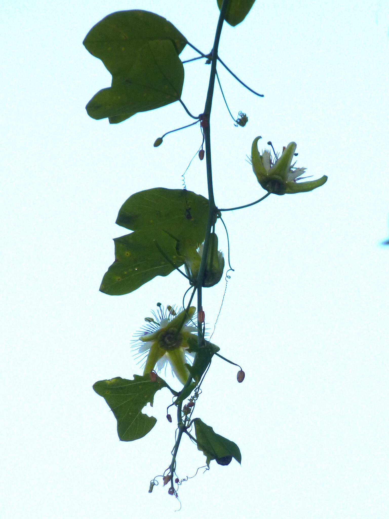 Image de Passiflora urnifolia Rusby