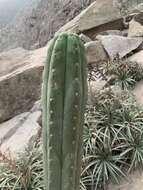 Image of Trichocereus macrogonus var. peruvianus