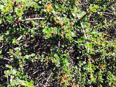 Image of Mason's ceanothus