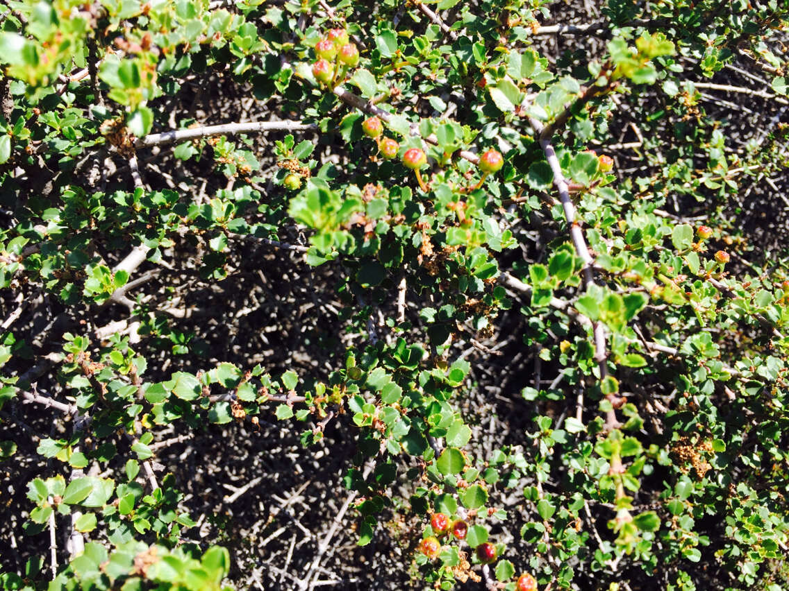 Image of Mason's ceanothus