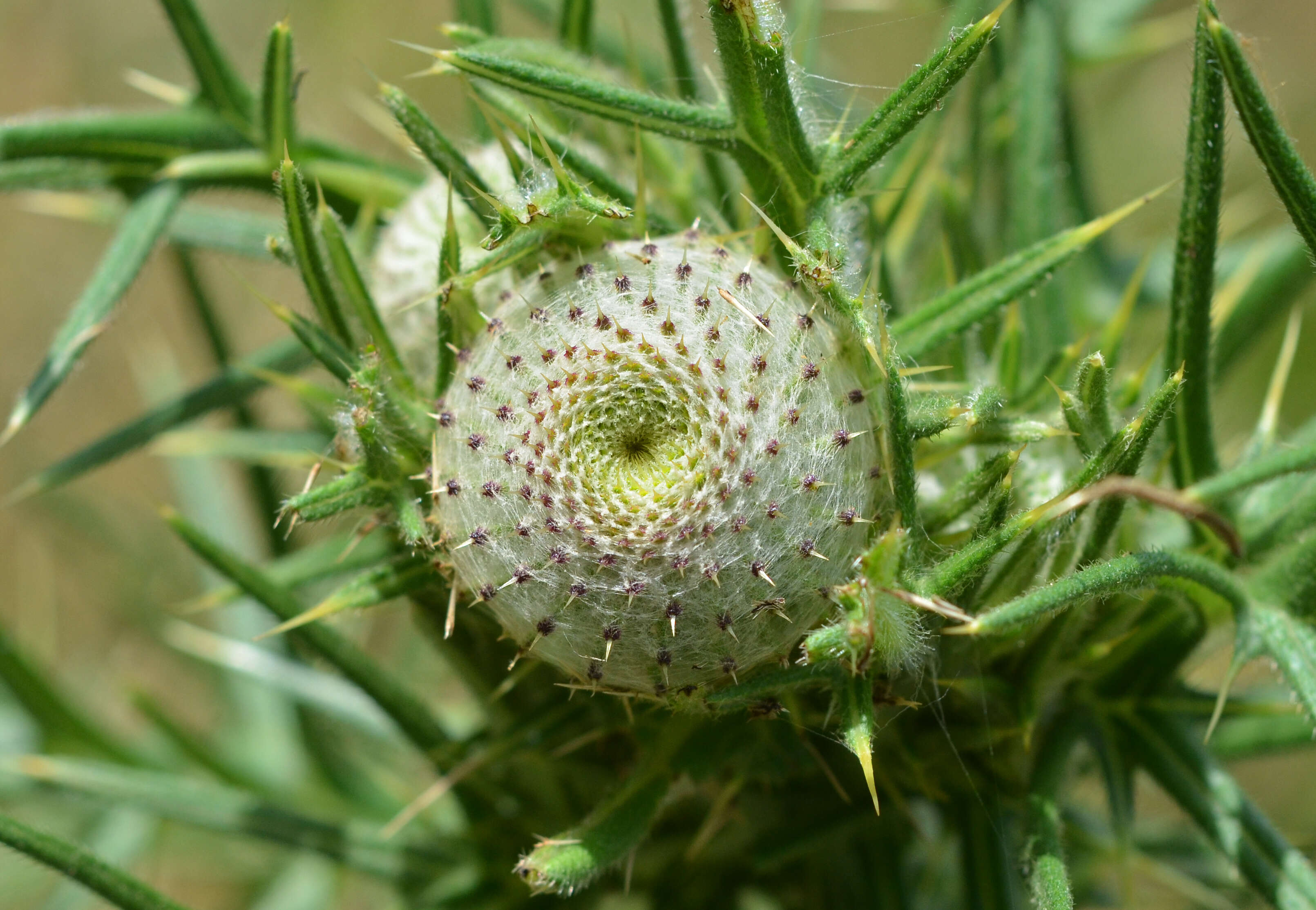 Image of woolly thistle