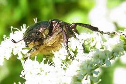 Image of Noble chafer