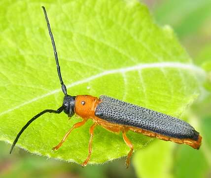 Image of Twin spot longhorn beetle