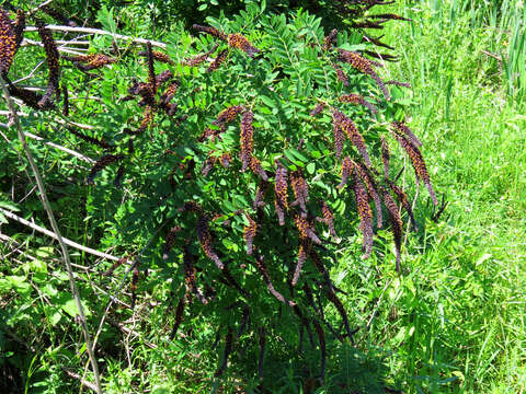 Image of desert false indigo