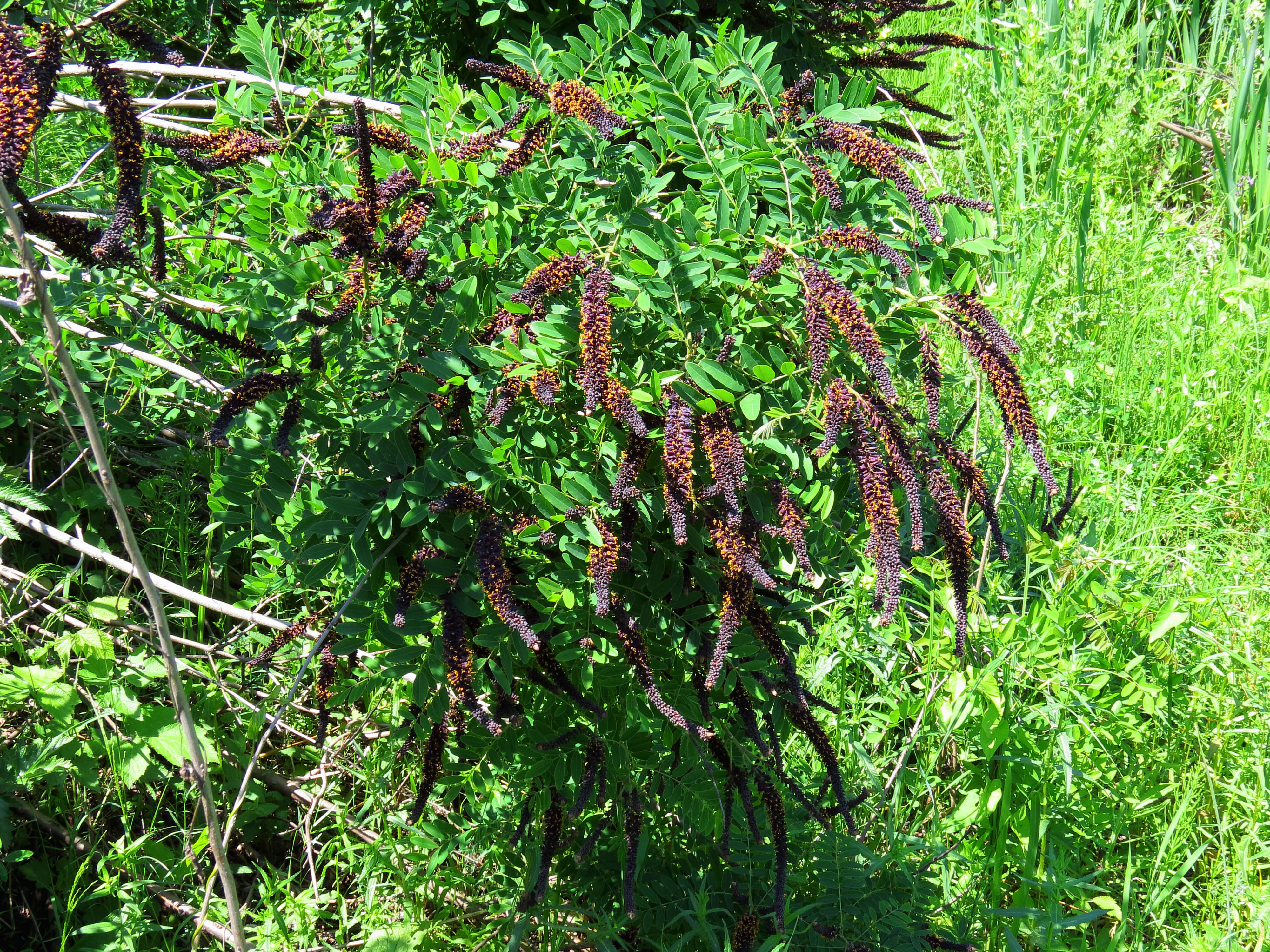 Amorpha fruticosa L. resmi