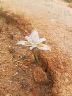 Image of Moraea fugax subsp. filicaulis (Baker) Goldblatt