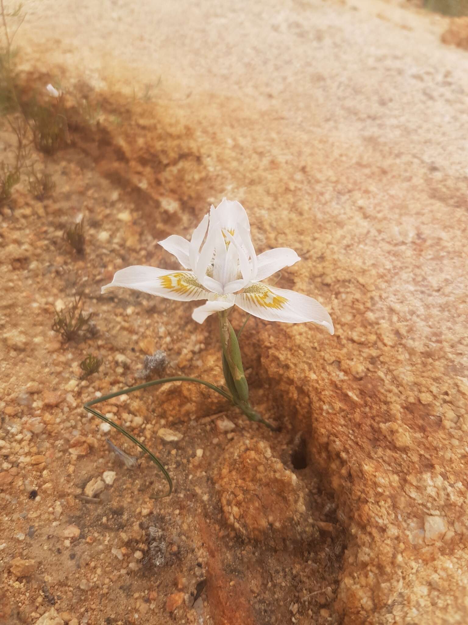 Image of Moraea fugax subsp. filicaulis (Baker) Goldblatt