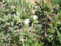 Image of Delosperma guthriei Lavis