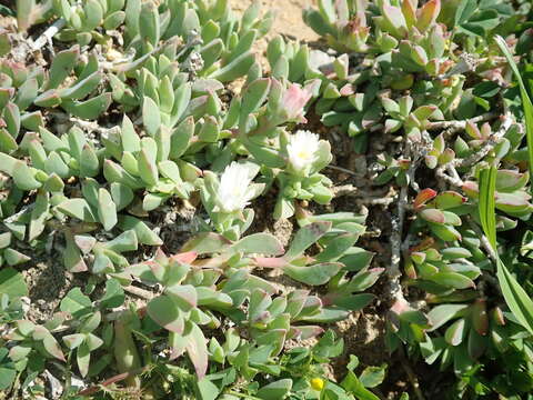 Imagem de Delosperma guthriei Lavis