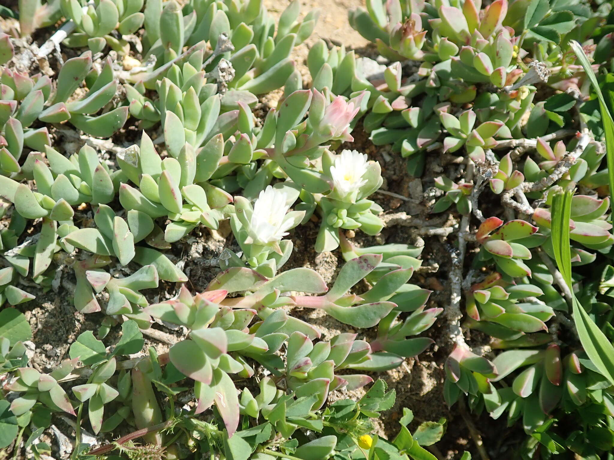 Imagem de Delosperma guthriei Lavis