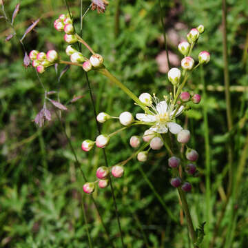 Image of dropwort