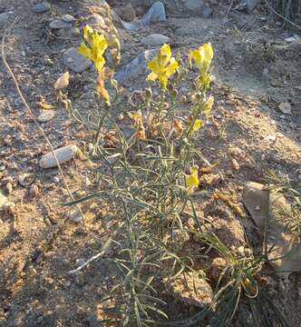 Image of Linaria incompleta Kuprian.