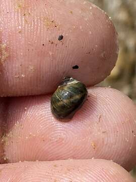 Image of Leptoxis virgata (I. Lea 1841)