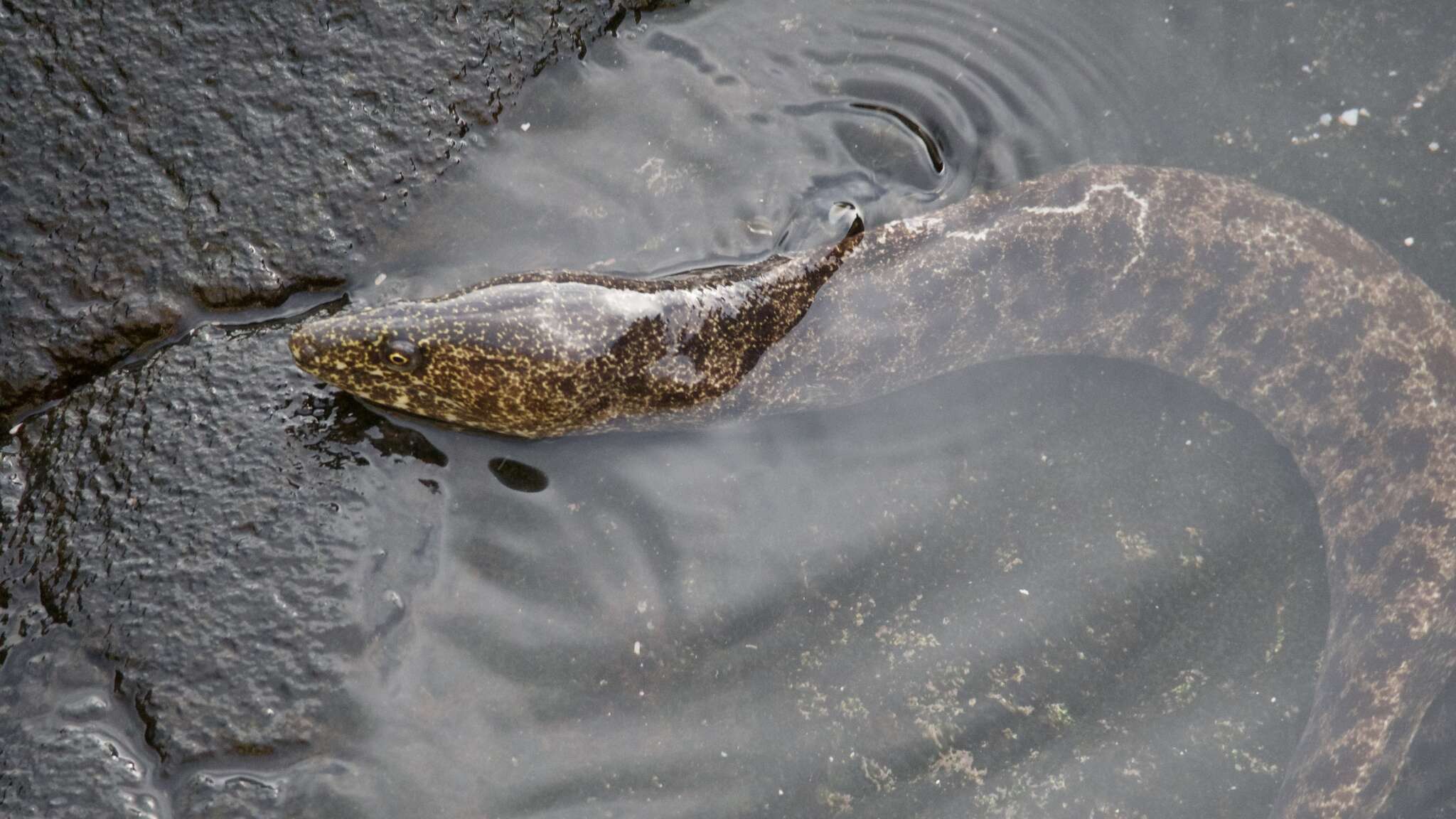 Image of Bar-cheeked eel