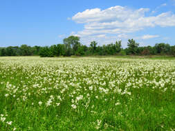 Image of dropwort