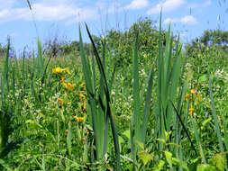 Image of yellow flag, yellow iris