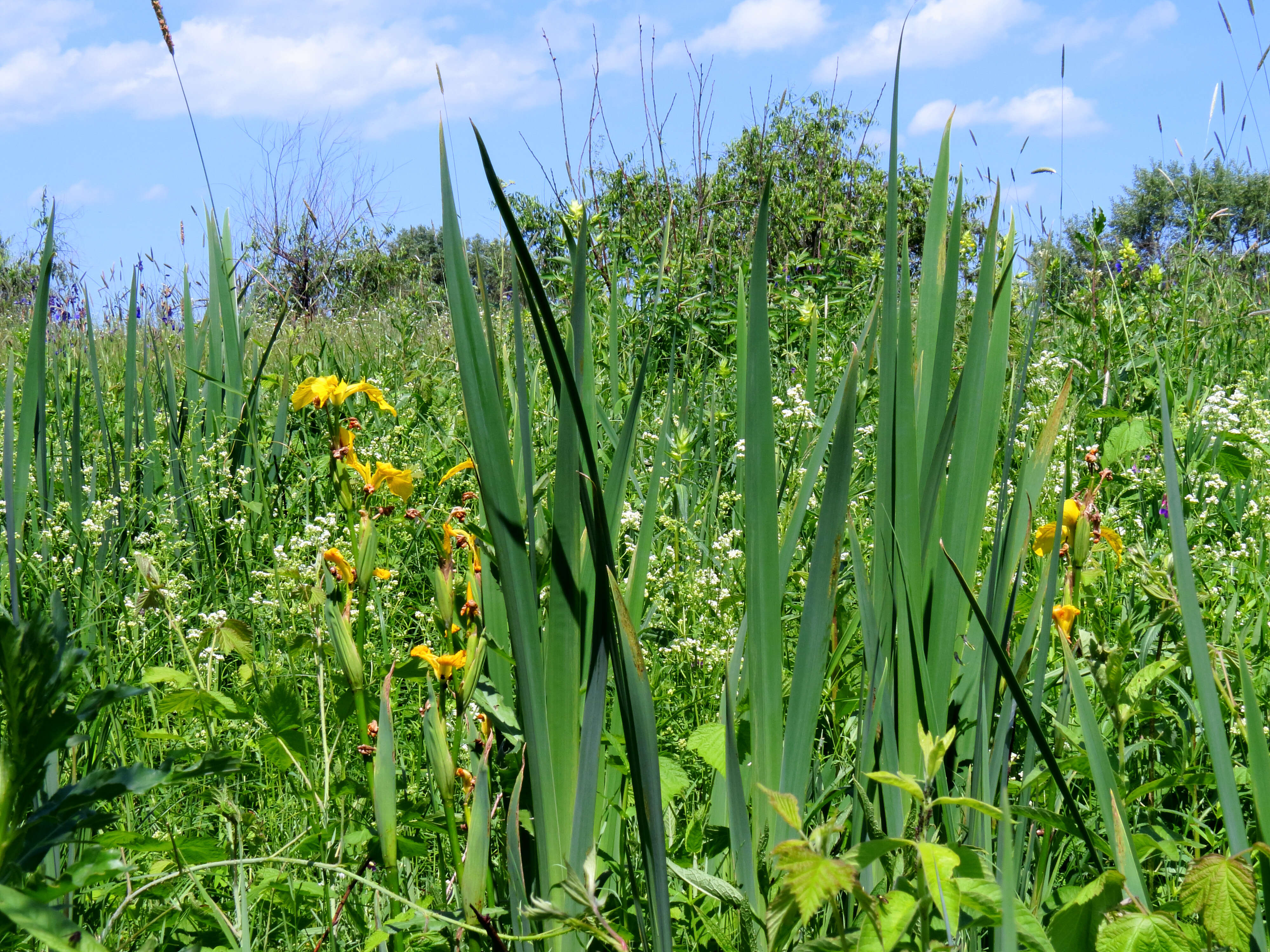 Image of yellow flag, yellow iris