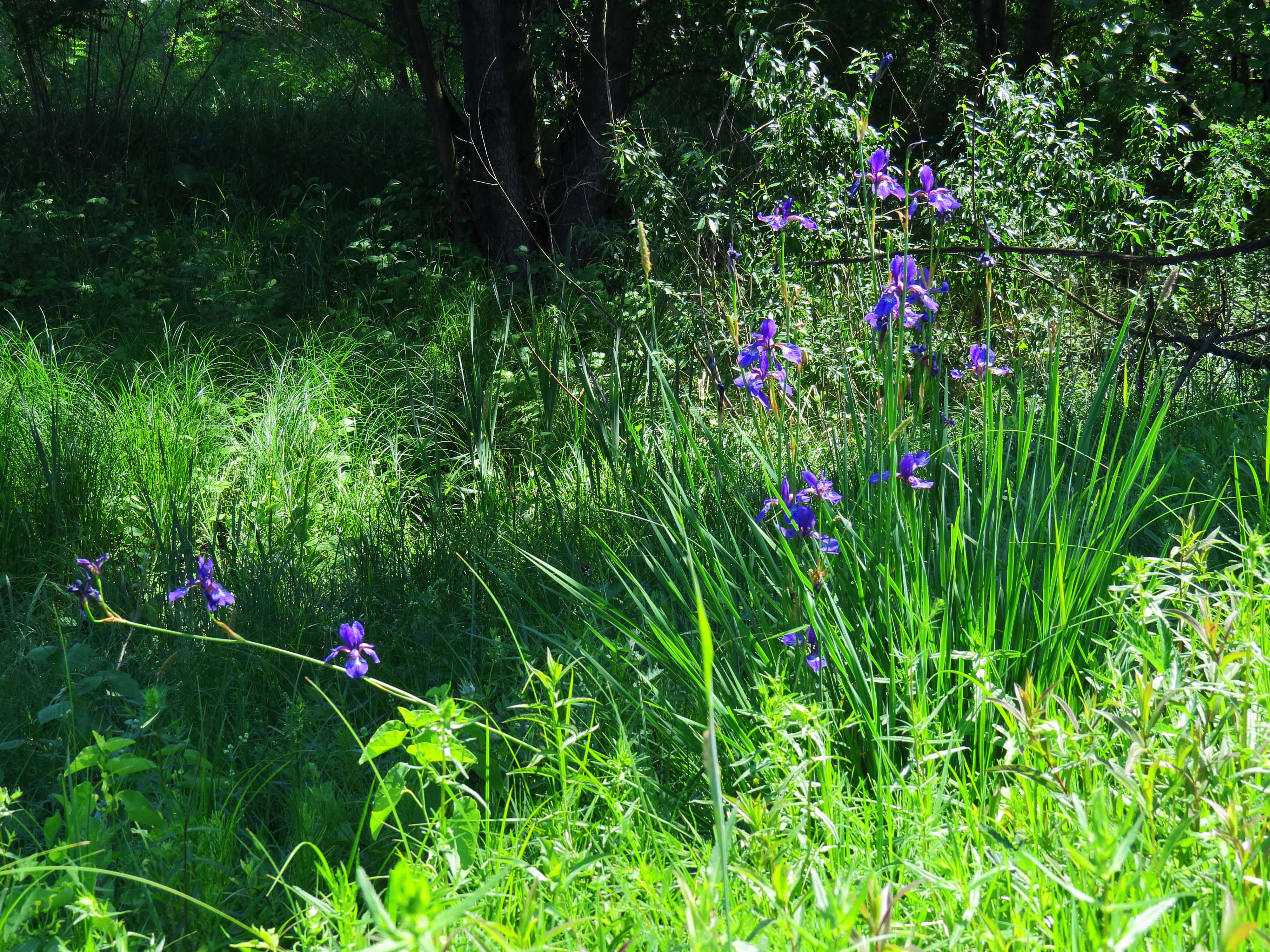 Image of German Iris