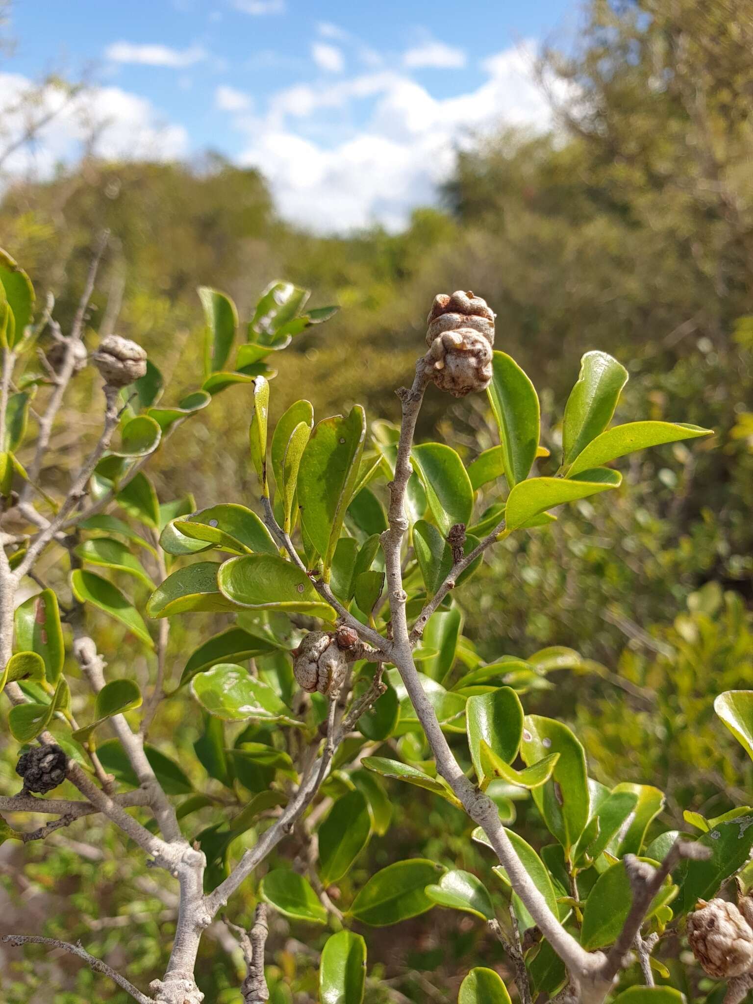 Image de Anacolosa pervilleana Baill.