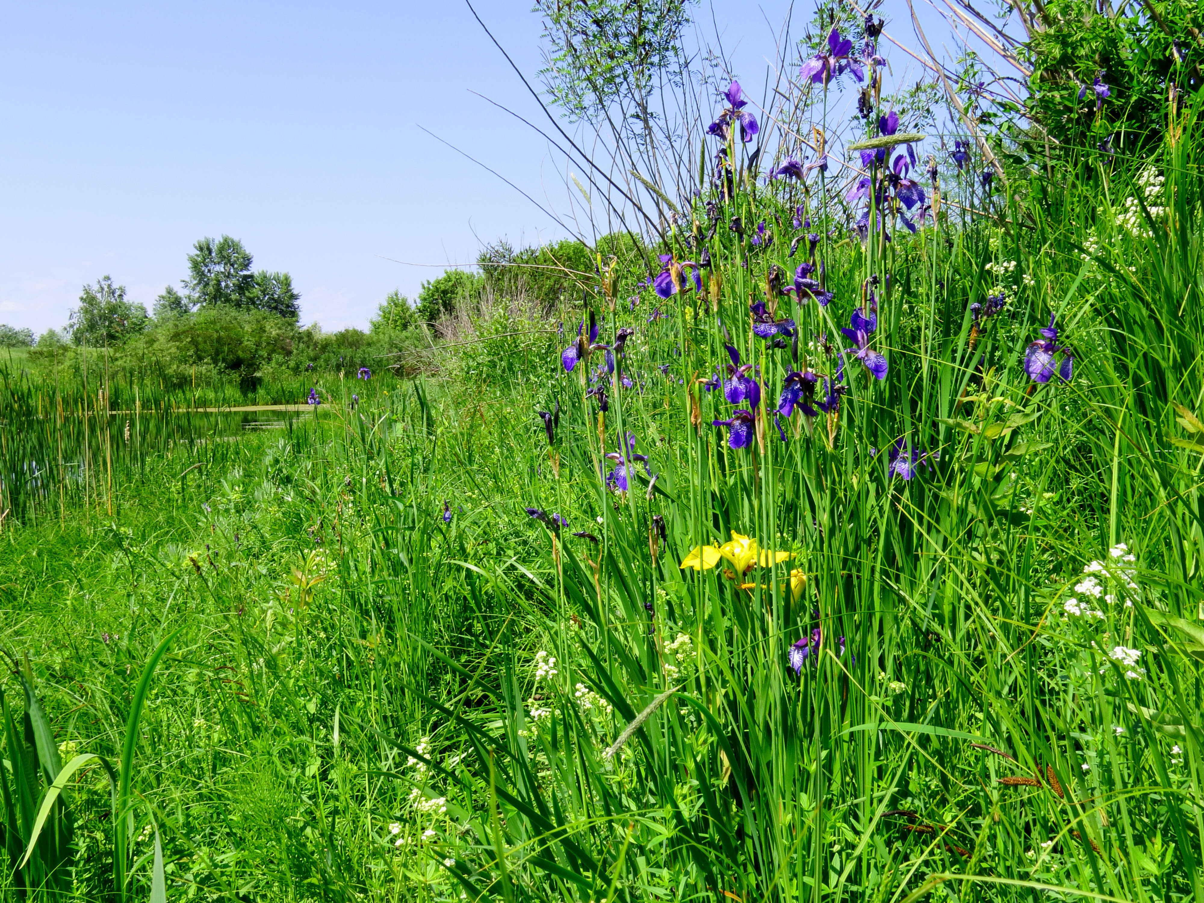 Image of German Iris