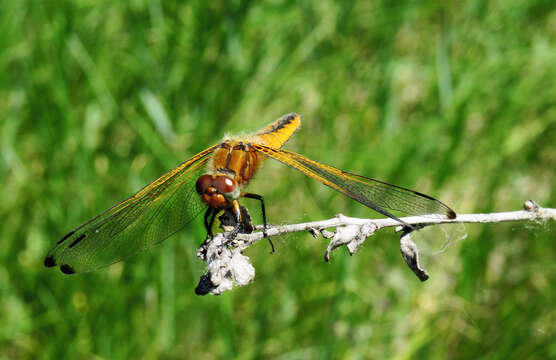 Image of Blue Chaser