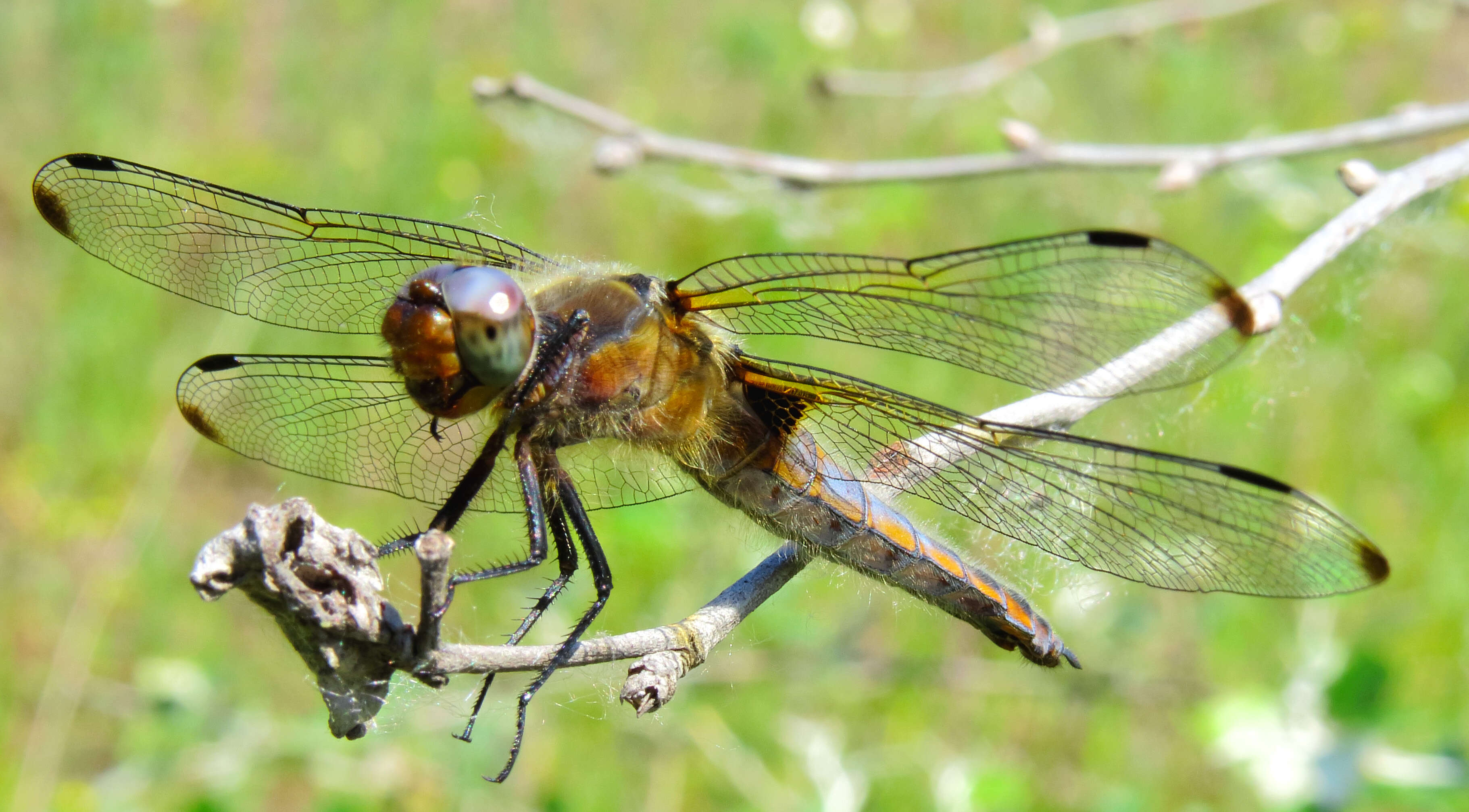 Image of Blue Chaser