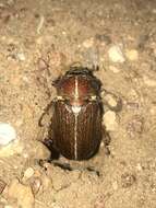 Image of Polyphylla hammondi Le Conte 1856