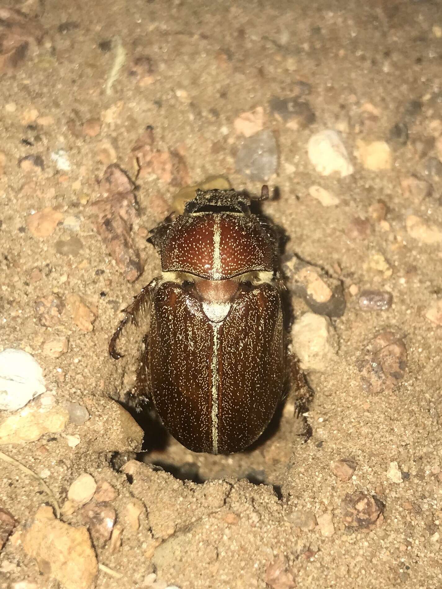 Image of Polyphylla hammondi Le Conte 1856