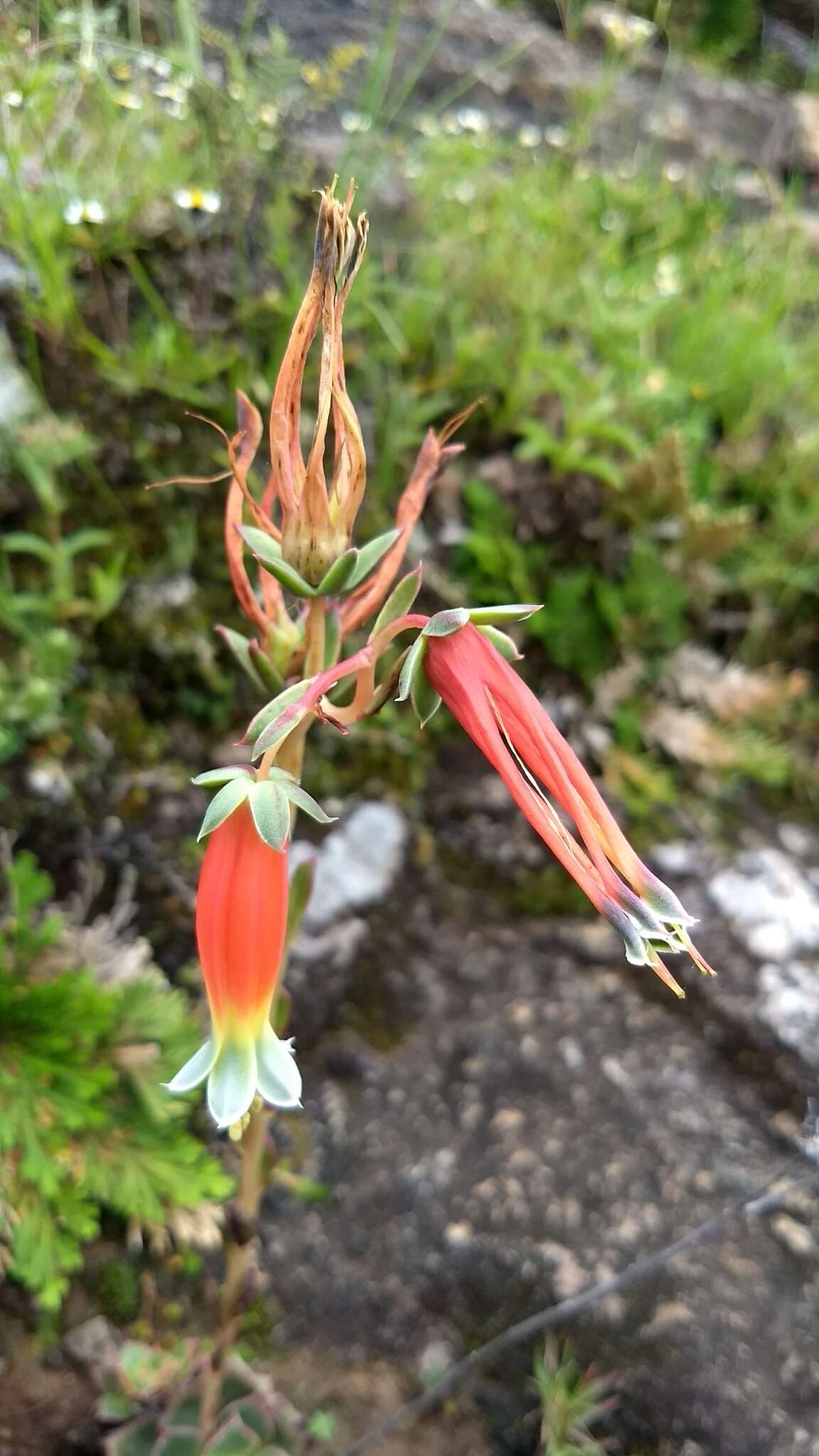 Sivun Echeveria longissima var. aztatlensis J. Meyrán kuva