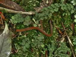 Image of Sibynophis chinensis chinensis (Günther 1889)