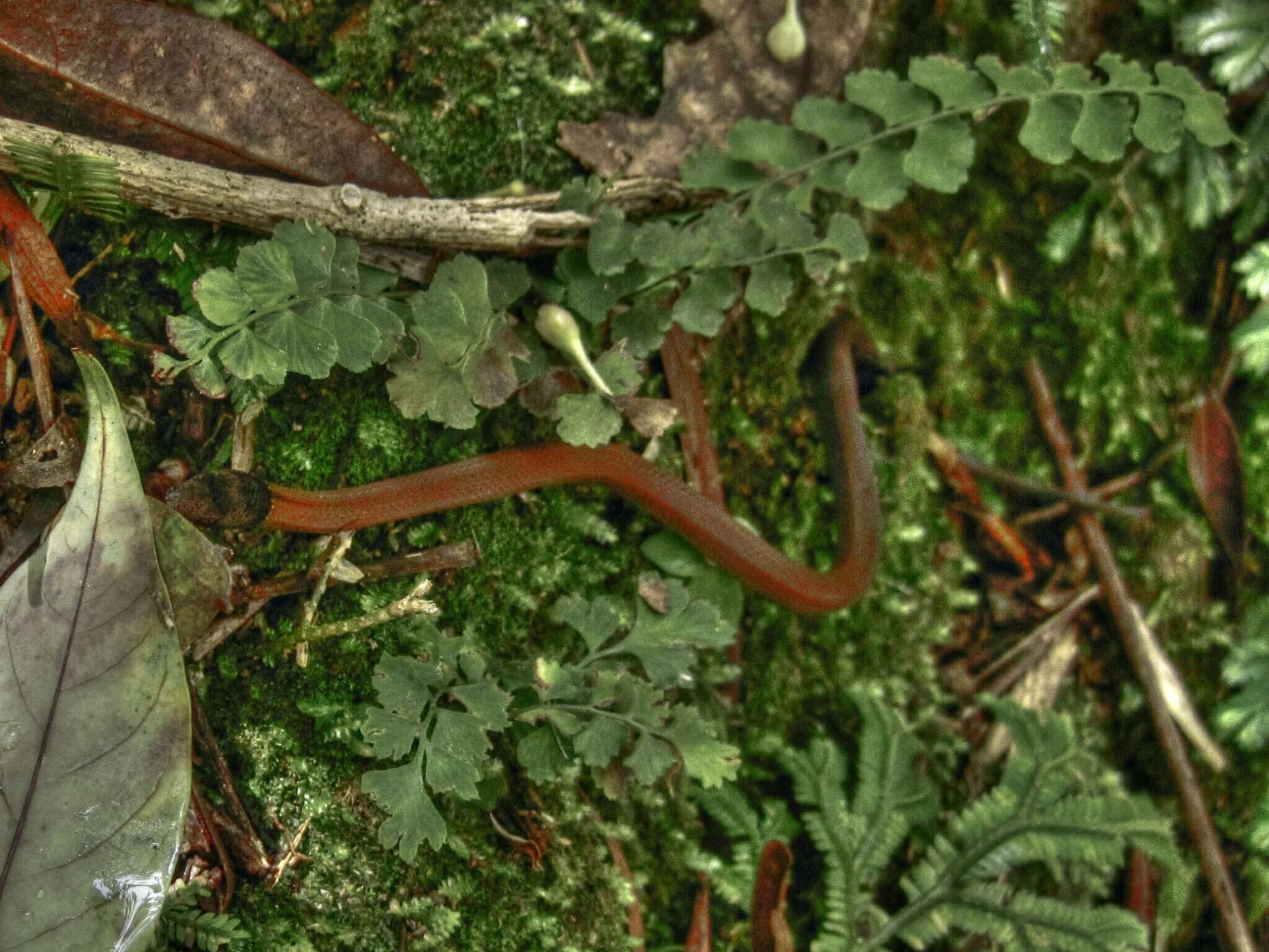 صورة Sibynophis chinensis chinensis (Günther 1889)