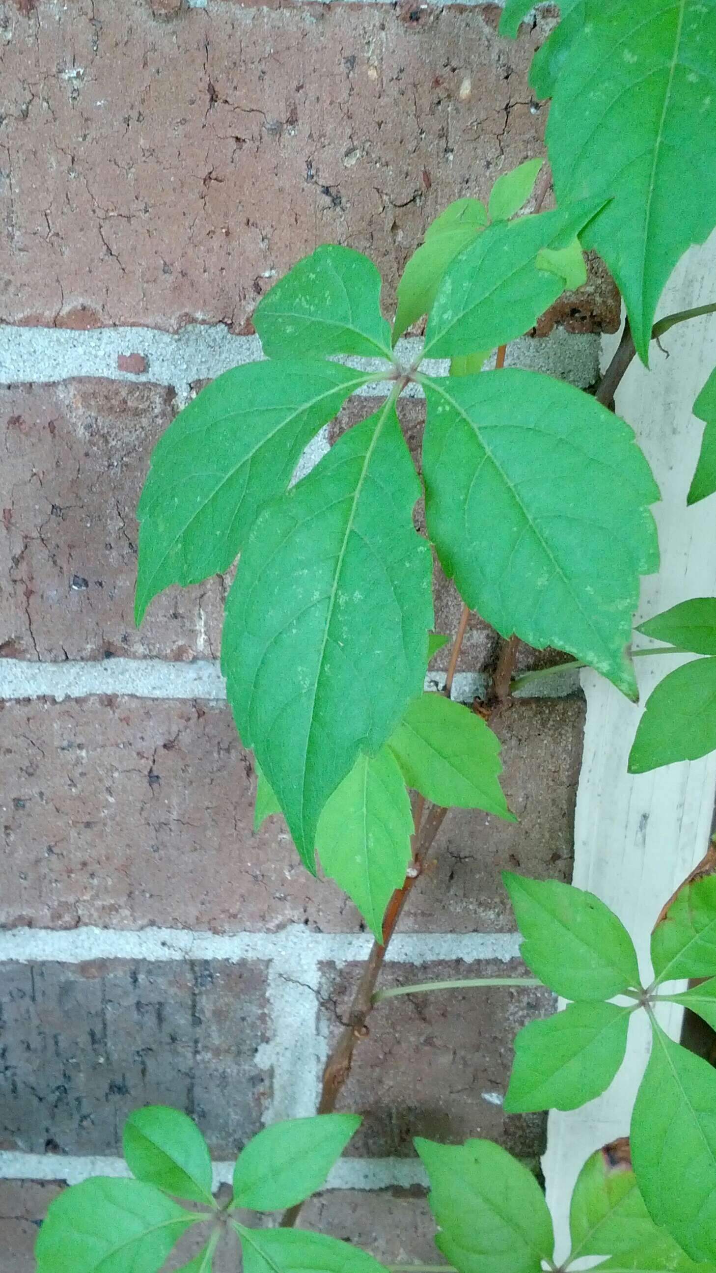 Image of Virginia creeper