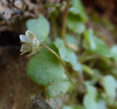 Sivun Saxifraga hederacea L. kuva