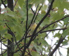 Image of Philadelphia Vireo