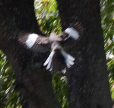 Image of Northern Mockingbird