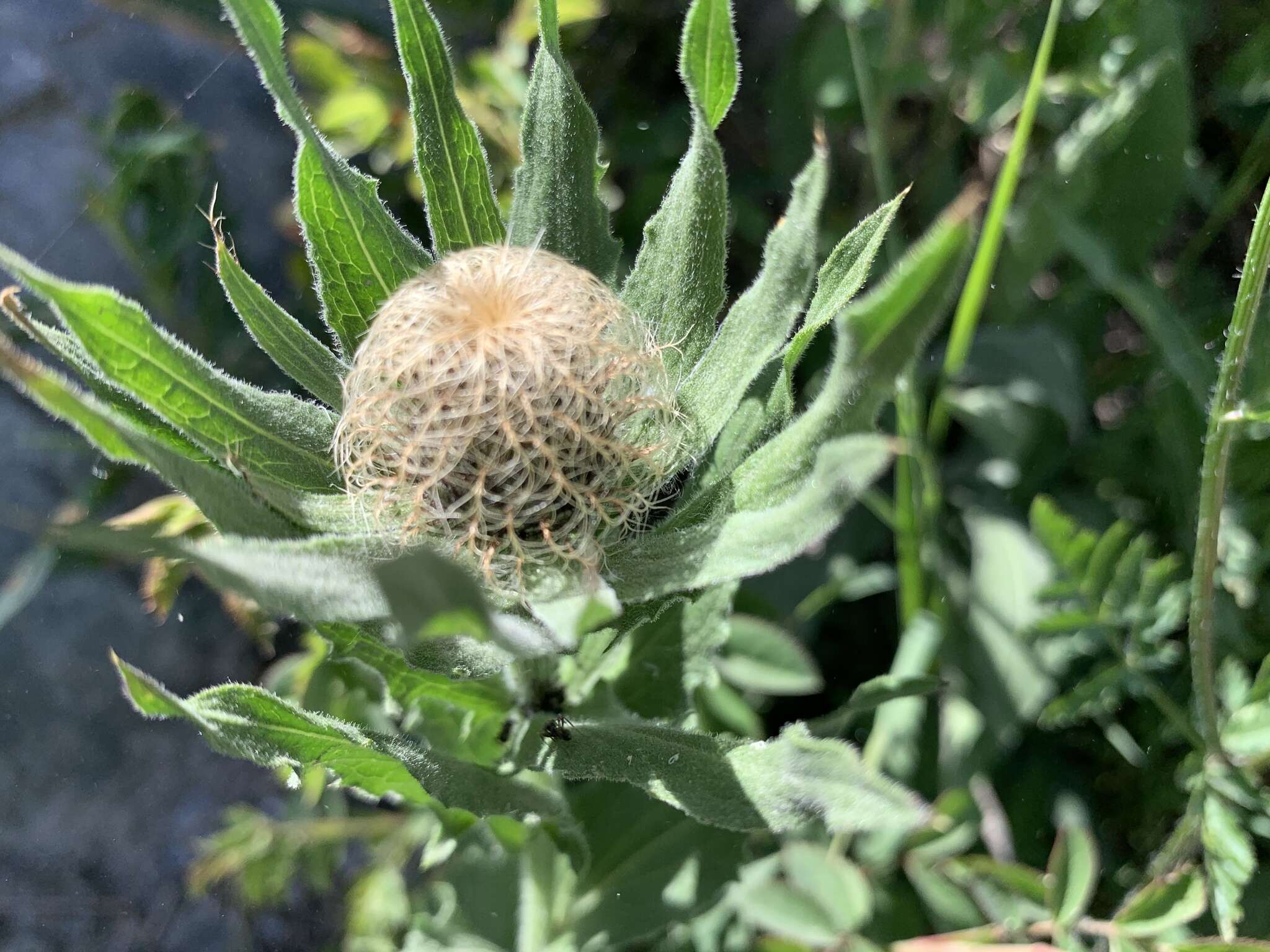 Centaurea nervosa Willd. resmi