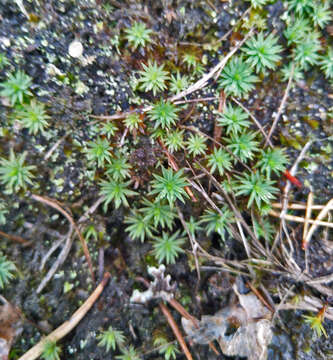 Image of pogonatum moss