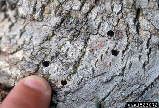 Image of Emerald ash borer