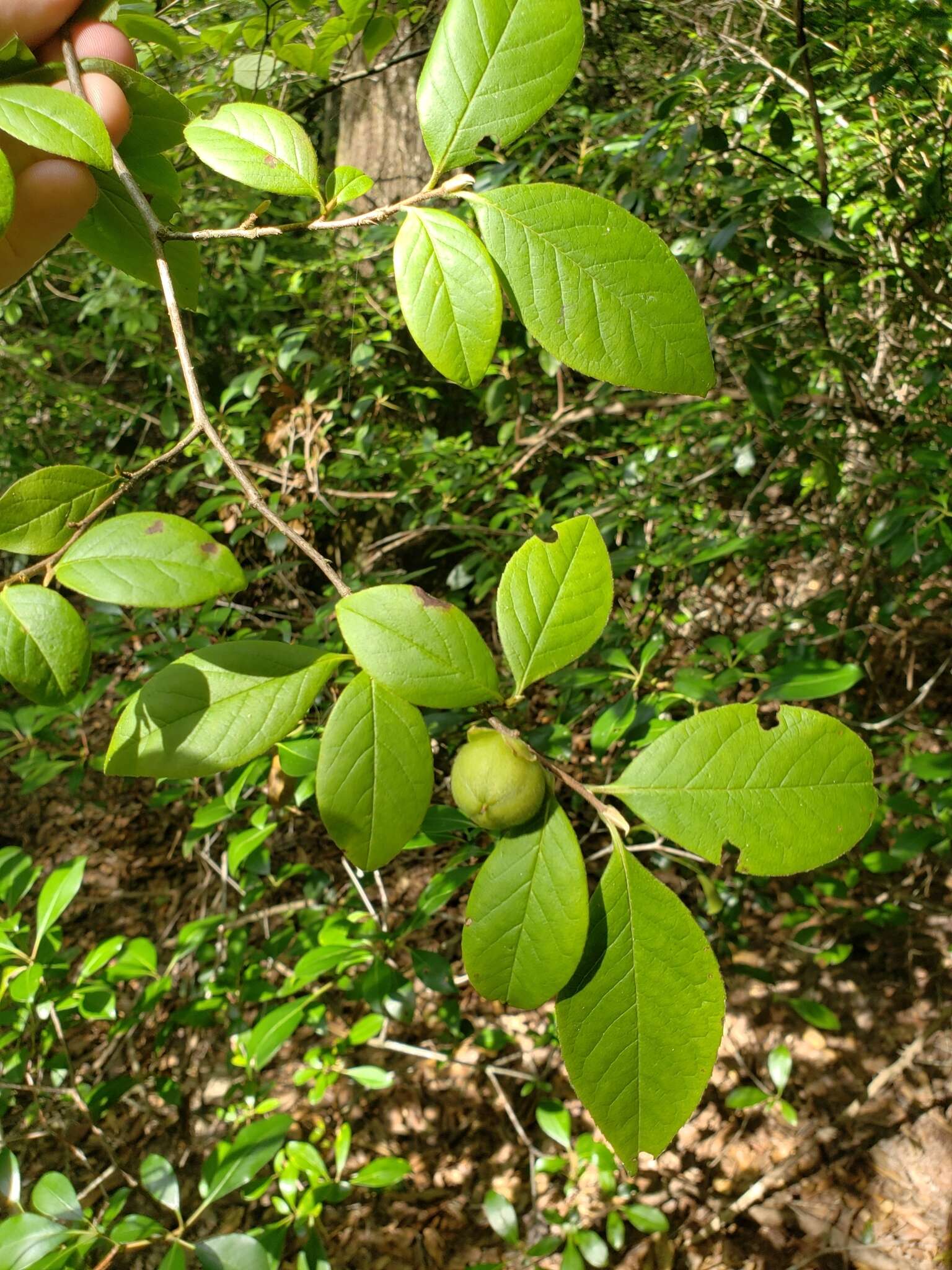 Image of Silky Camellia