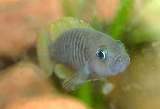 Image of Lamprologus Multifasciatus