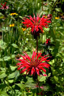 Image of scarlet beebalm