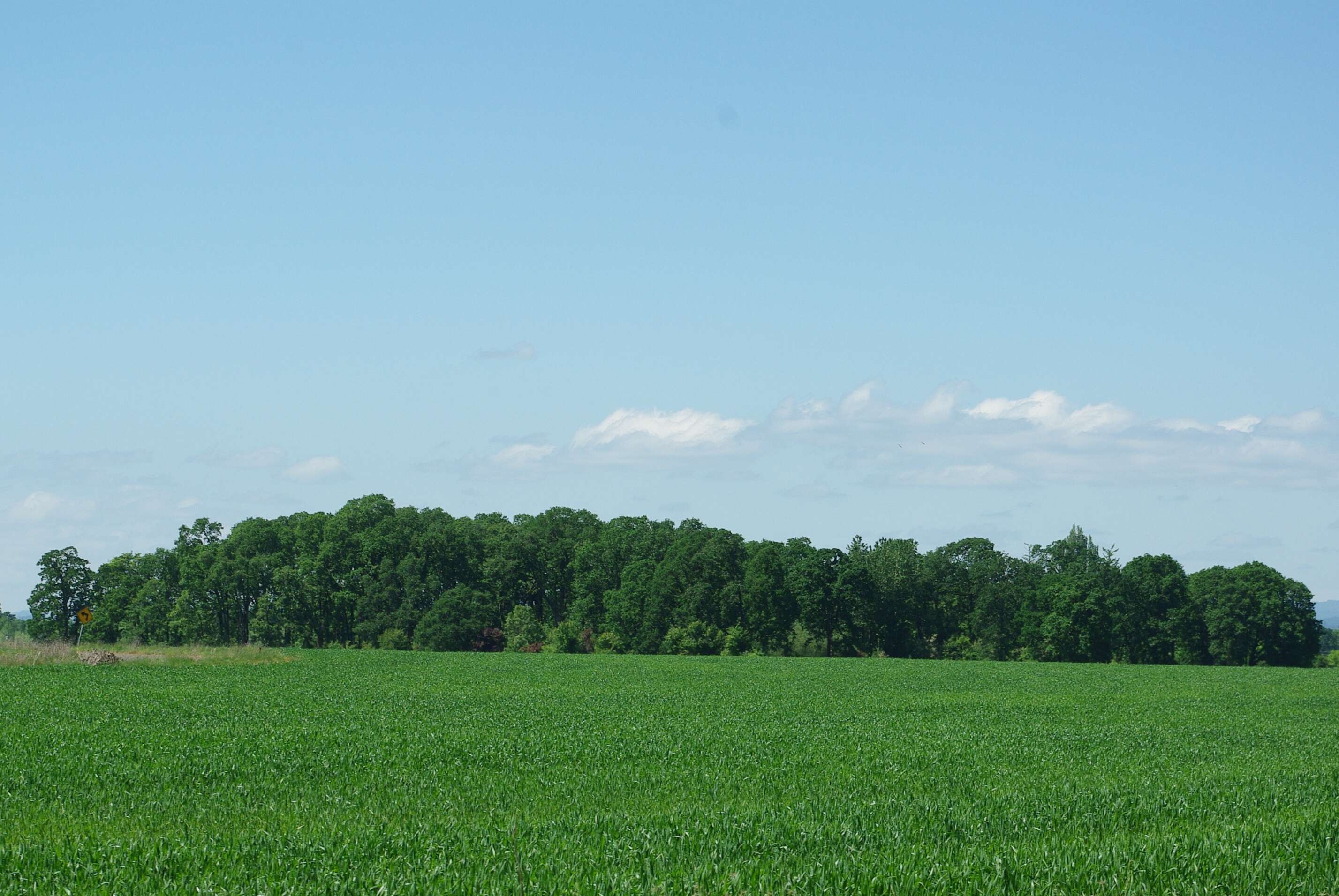 Image of Brewer Oak