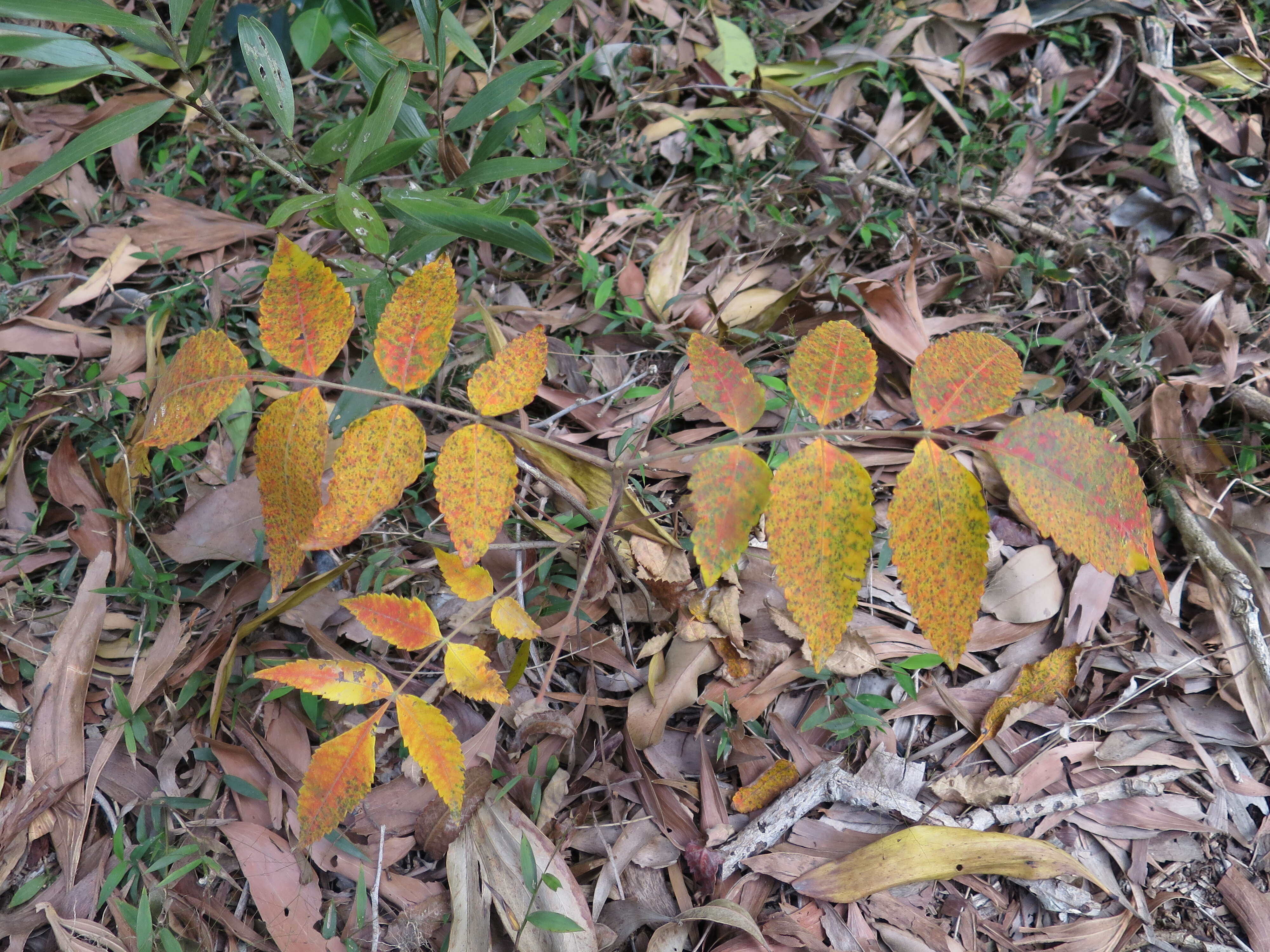 Sivun Rhus chinensis Mill. kuva